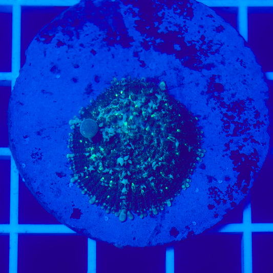 Bounce Mushroom R3T1C2 (WYSIWYG)