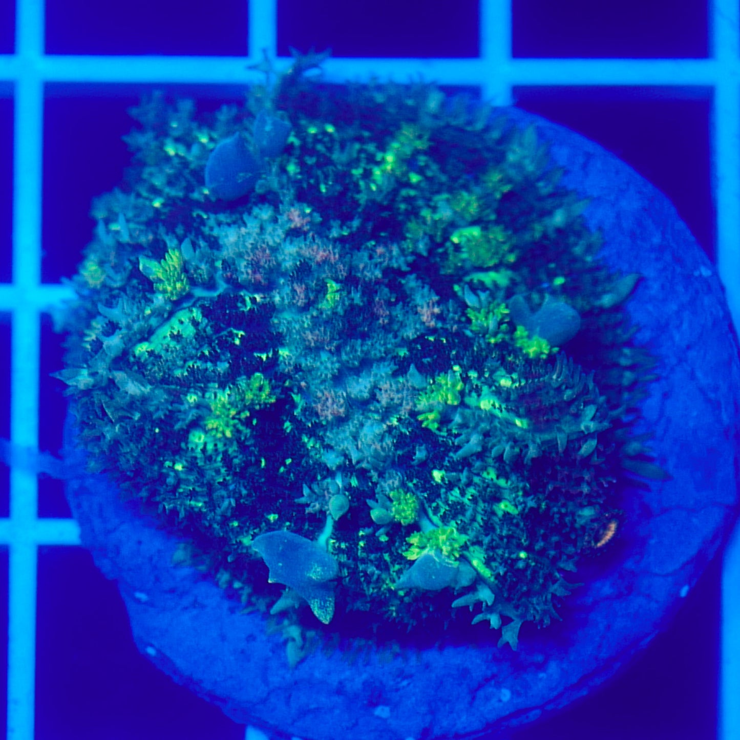 Bounce Mushroom R3T1C5 (WYSIWYG)