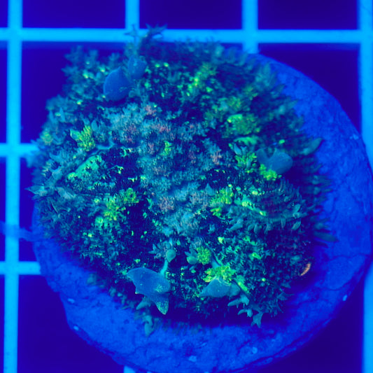 Bounce Mushroom R3T1C5 (WYSIWYG)