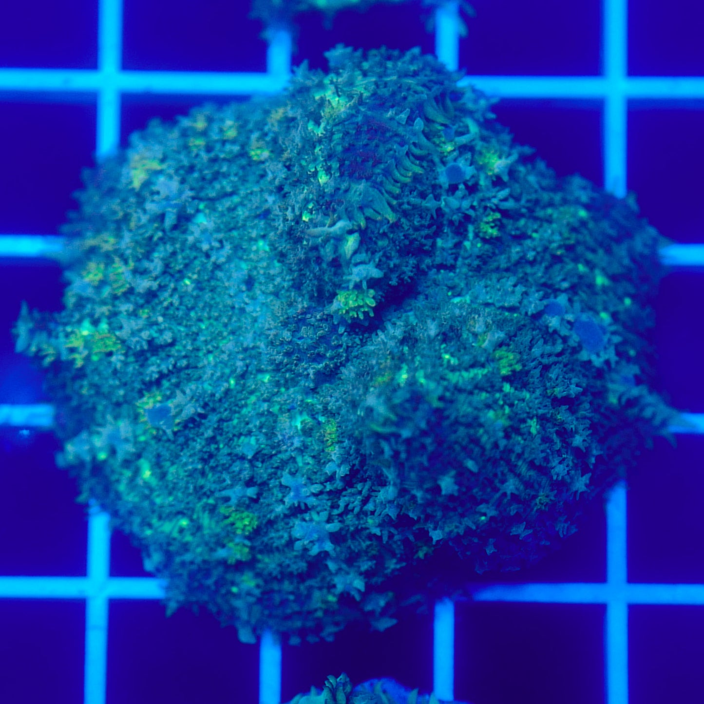 Bounce Mushroom R3T1C6 (WYSIWYG)