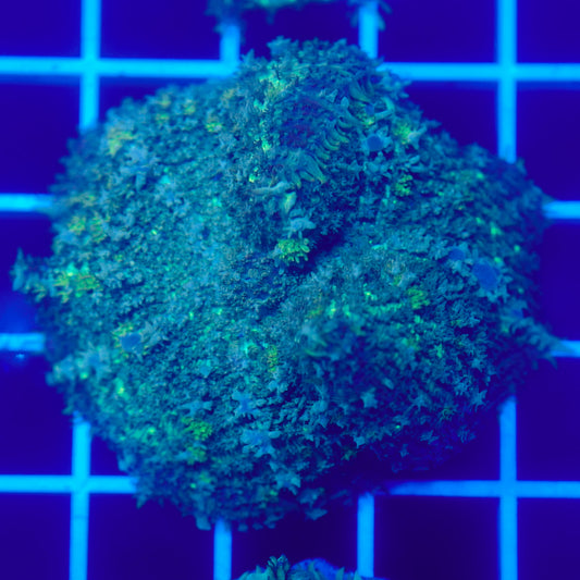 Bounce Mushroom R3T1C6 (WYSIWYG)