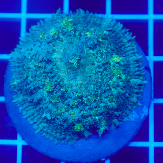 Bounce Mushroom R3T1C7 (WYSIWYG)