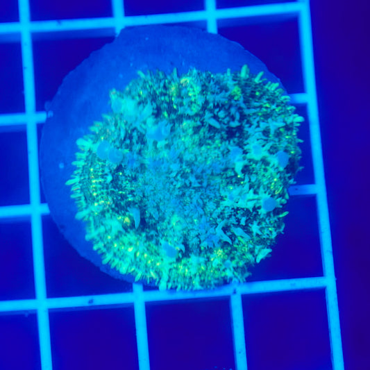 Bounce Mushroom R3T1D1 (WYSIWYG)