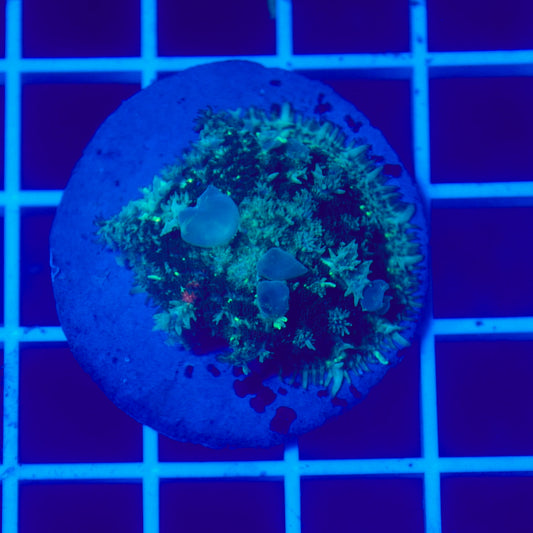 Bounce Mushroom R3T1D2 (WYSIWYG)