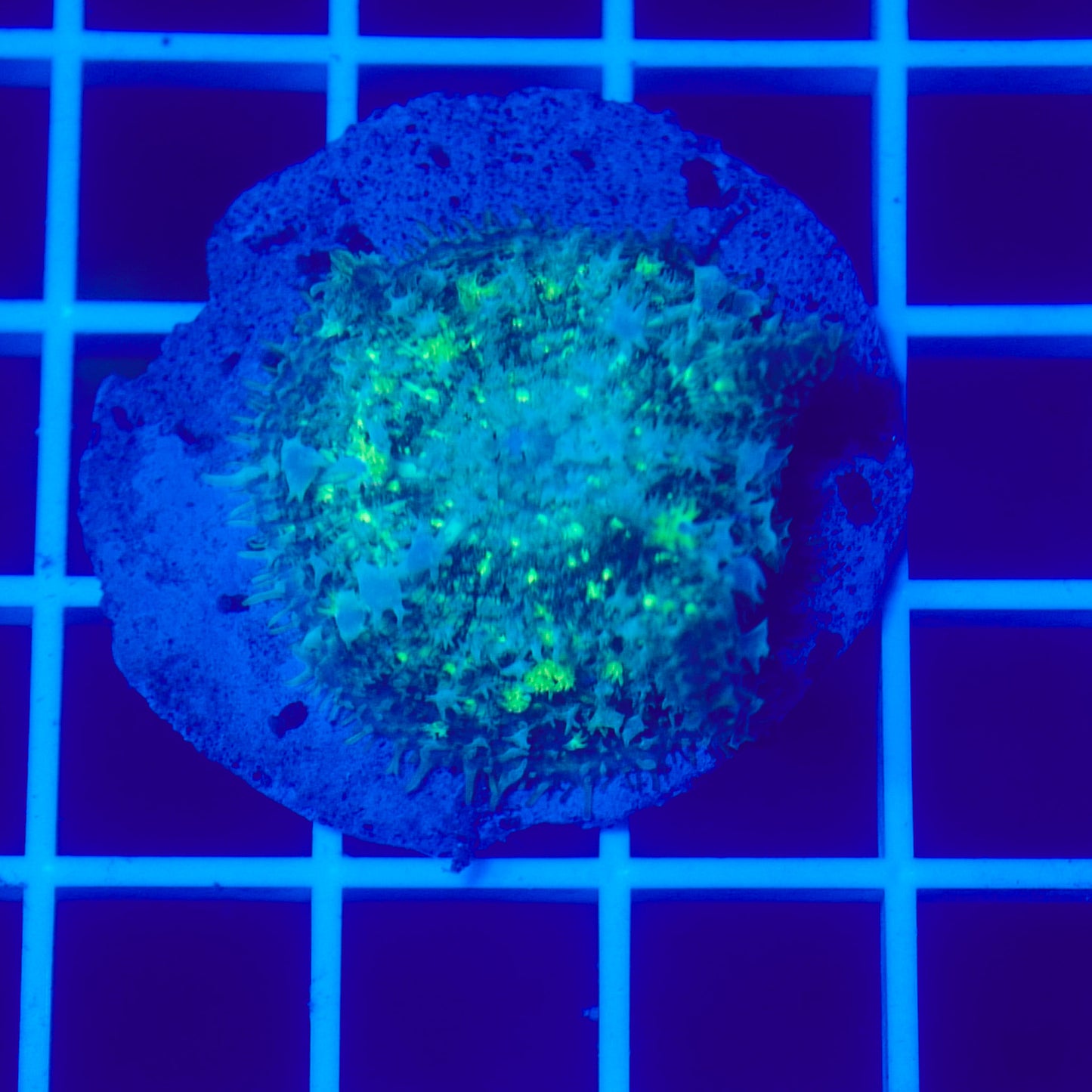 Bounce Mushroom R3T1D3 (WYSIWYG)