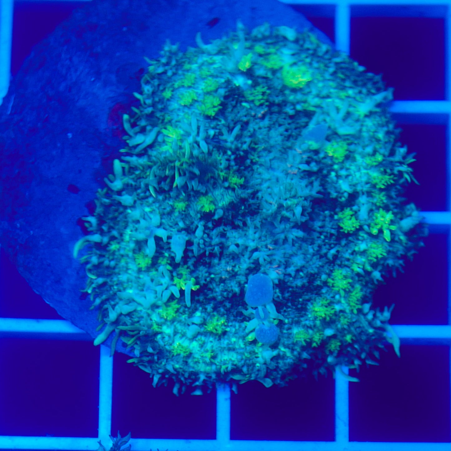 Bounce Mushroom R3T1D5 (WYSIWYG)