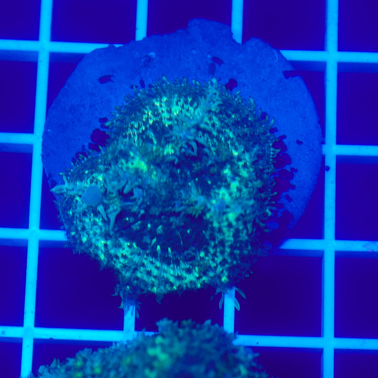 Bounce Mushroom R3T1D6 (WYSIWYG)