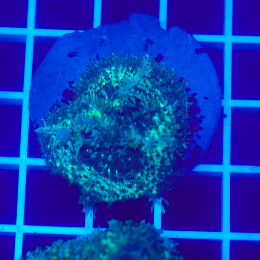 Bounce Mushroom R3T1D6 (WYSIWYG)