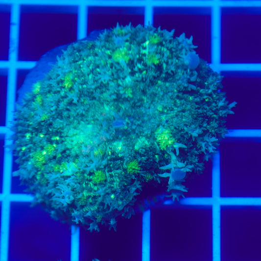 Bounce Mushroom R3T1D7 (WYSIWYG)