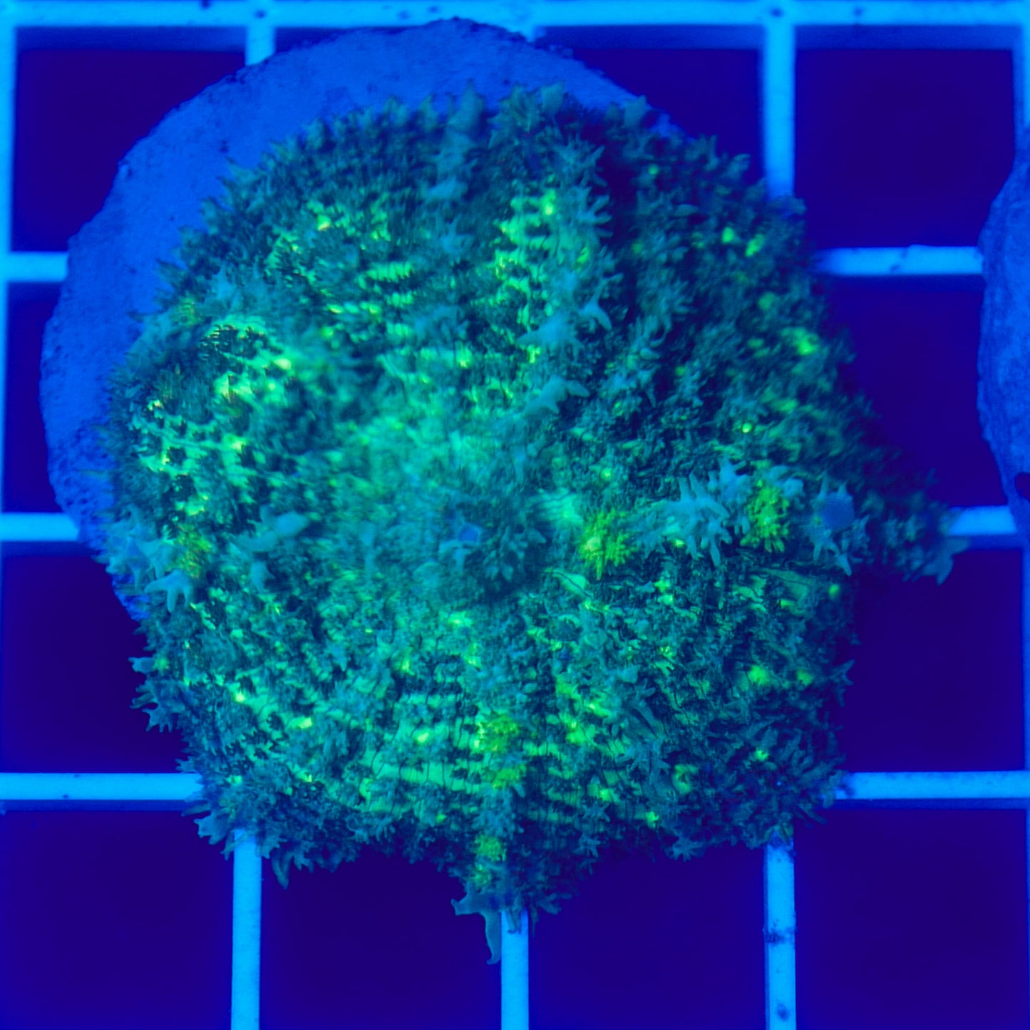 Bounce Mushroom R3T1E2 (WYSIWYG)