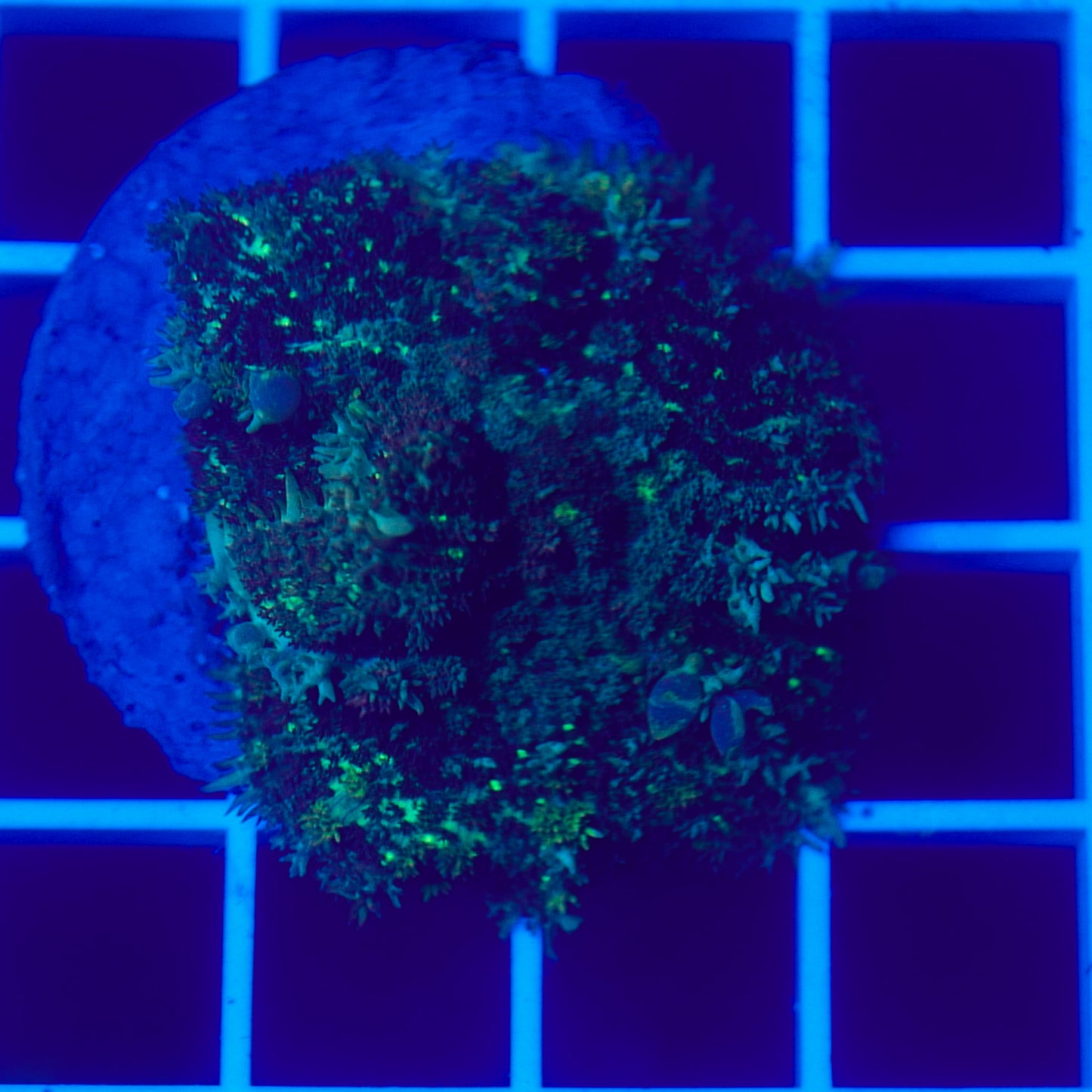 Bounce Mushroom R3T1E3 (WYSIWYG)