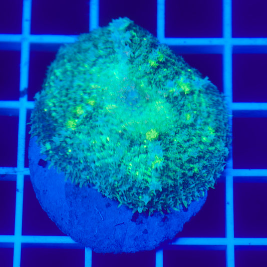 Bounce Mushroom R3T1E4 (WYSIWYG)