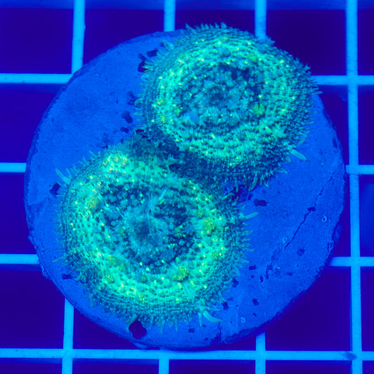 Bounce Mushroom Duo R3T1E6 (WYSIWYG)