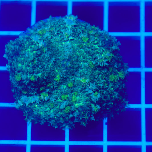 Bounce Mushroom R3T1E7 (WYSIWYG)