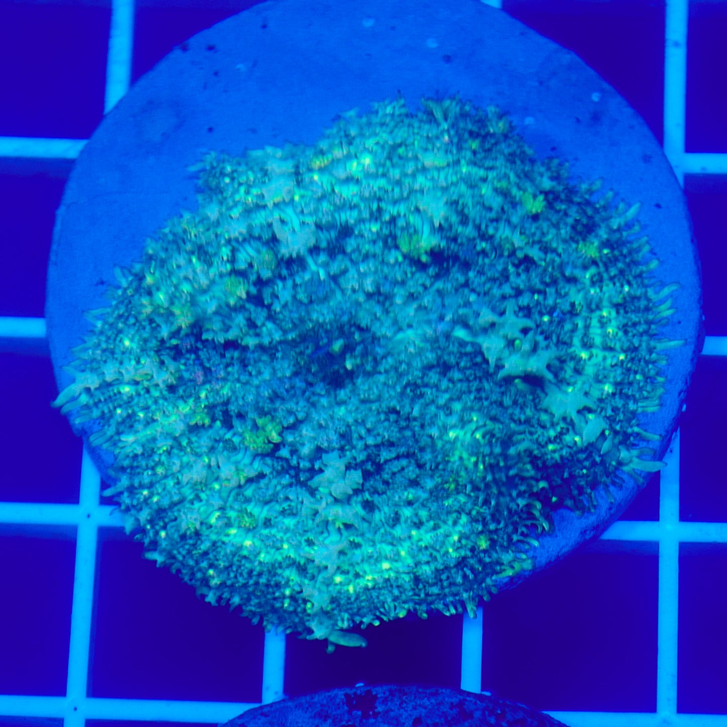 Bounce Mushroom R3T1E8 (WYSIWYG)