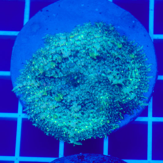 Bounce Mushroom R3T1E8 (WYSIWYG)