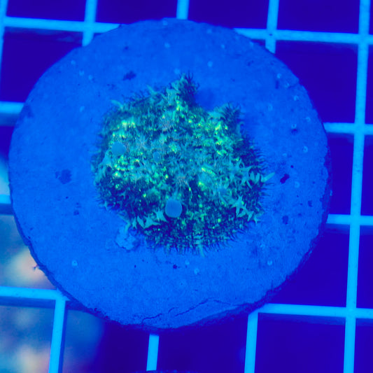 Bounce Mushroom R3T1E9 (WYSIWYG)