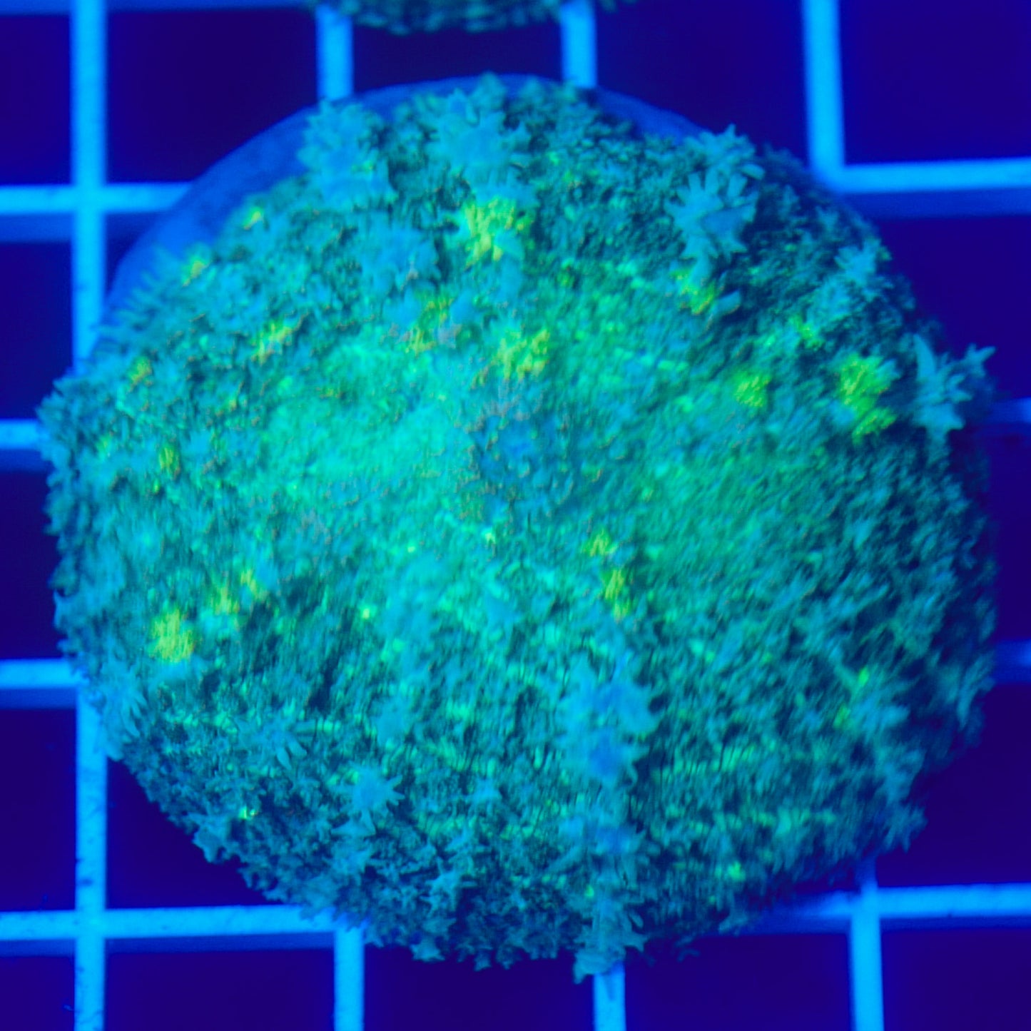 Bounce Mushroom R3T1F2 (WYSIWYG)