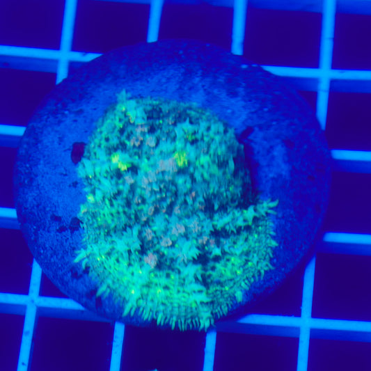 Bounce Mushroom R3T1F4 (WYSIWYG)