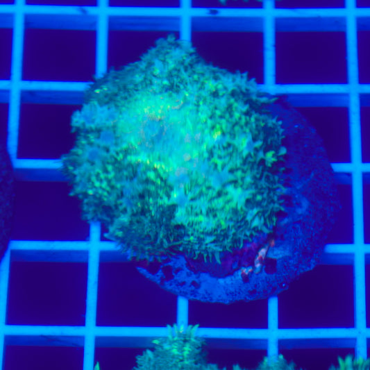 Bounce Mushroom R3T1F5 (WYSIWYG)