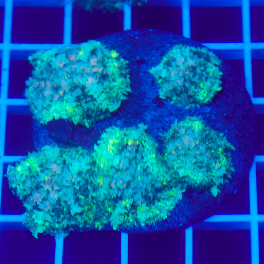 Bounce Mushroom Pack R3T1F6 (WYSIWYG)