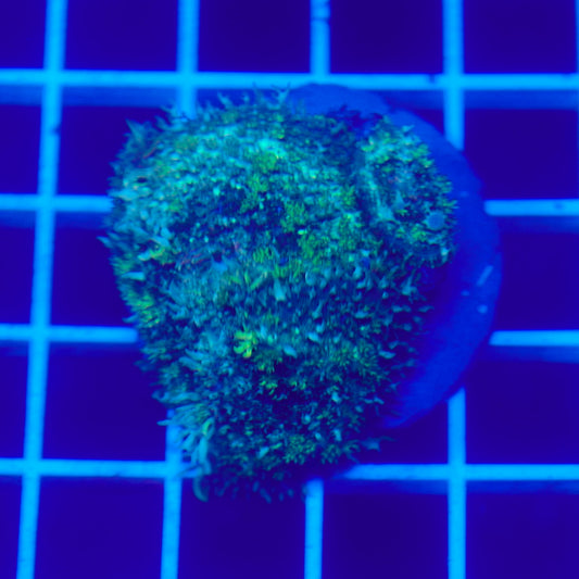 Bounce Mushroom Duo R3T1F7 (WYSIWYG)