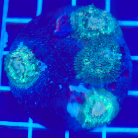 Bounce Mushroom Pack R3T1F9 (WYSIWYG)