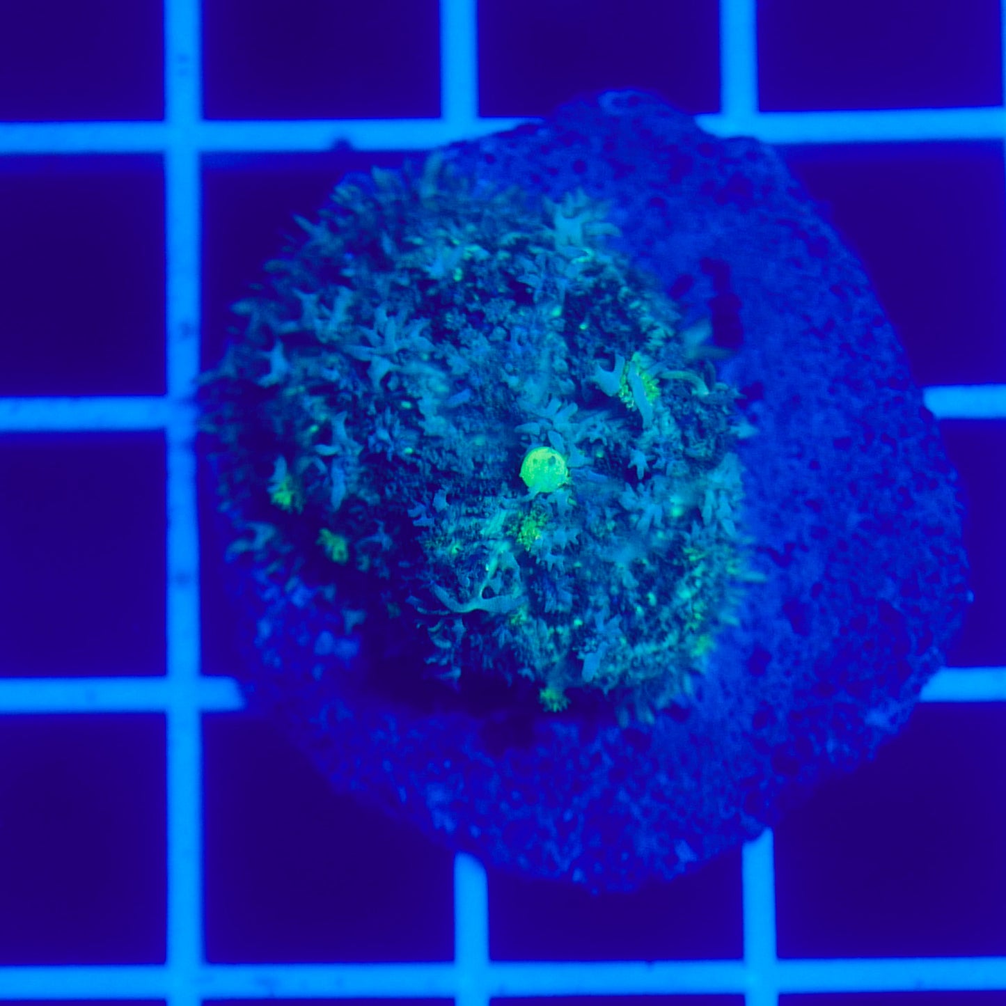 Bounce Mushroom R3T1G3 (WYSIWYG)