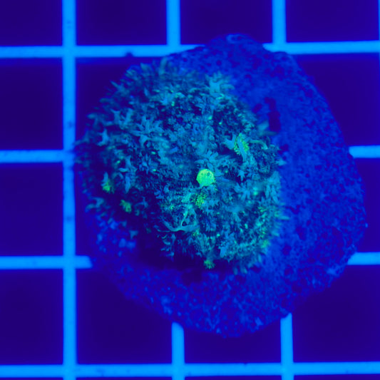 Bounce Mushroom R3T1G3 (WYSIWYG)