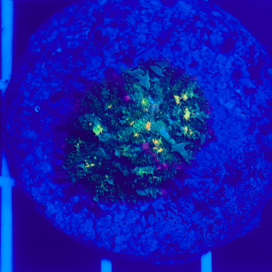 Bounce Mushroom Duo R3T1G4 (WYSIWYG)