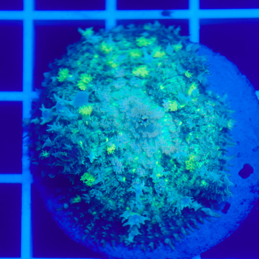 Bounce Mushroom R3T1G5 (WYSIWYG)