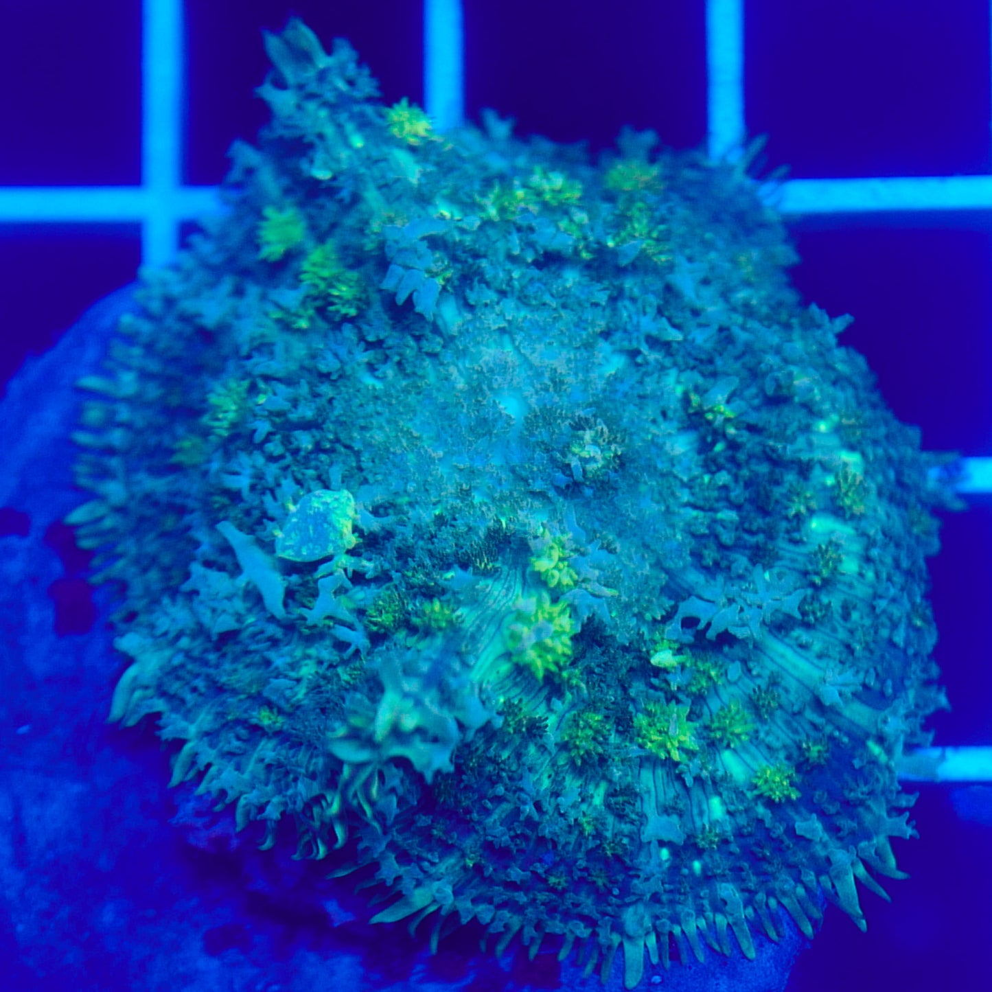 Bounce Mushroom R3T1G6 (WYSIWYG)