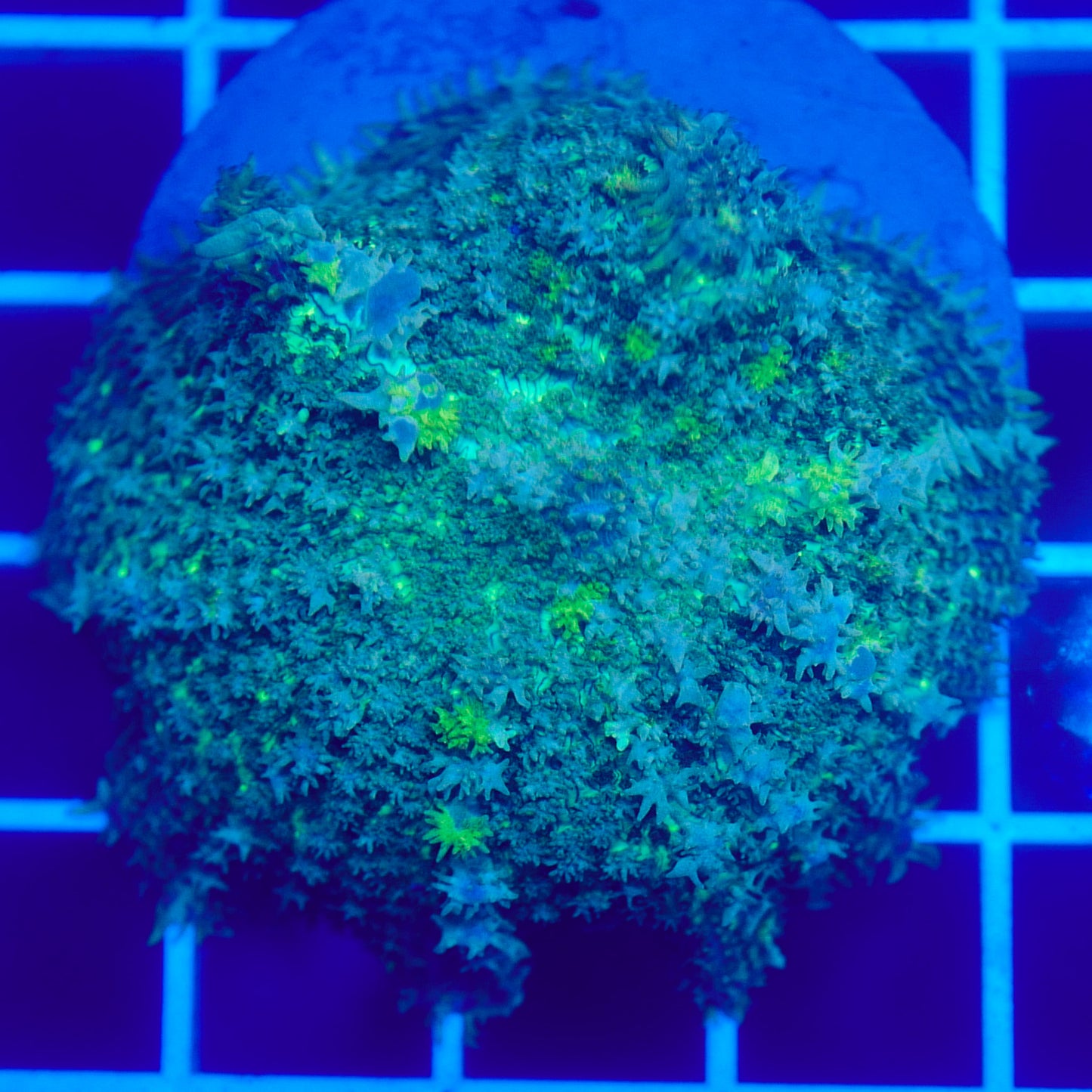 Bounce Mushroom R3T1G7 (WYSIWYG)