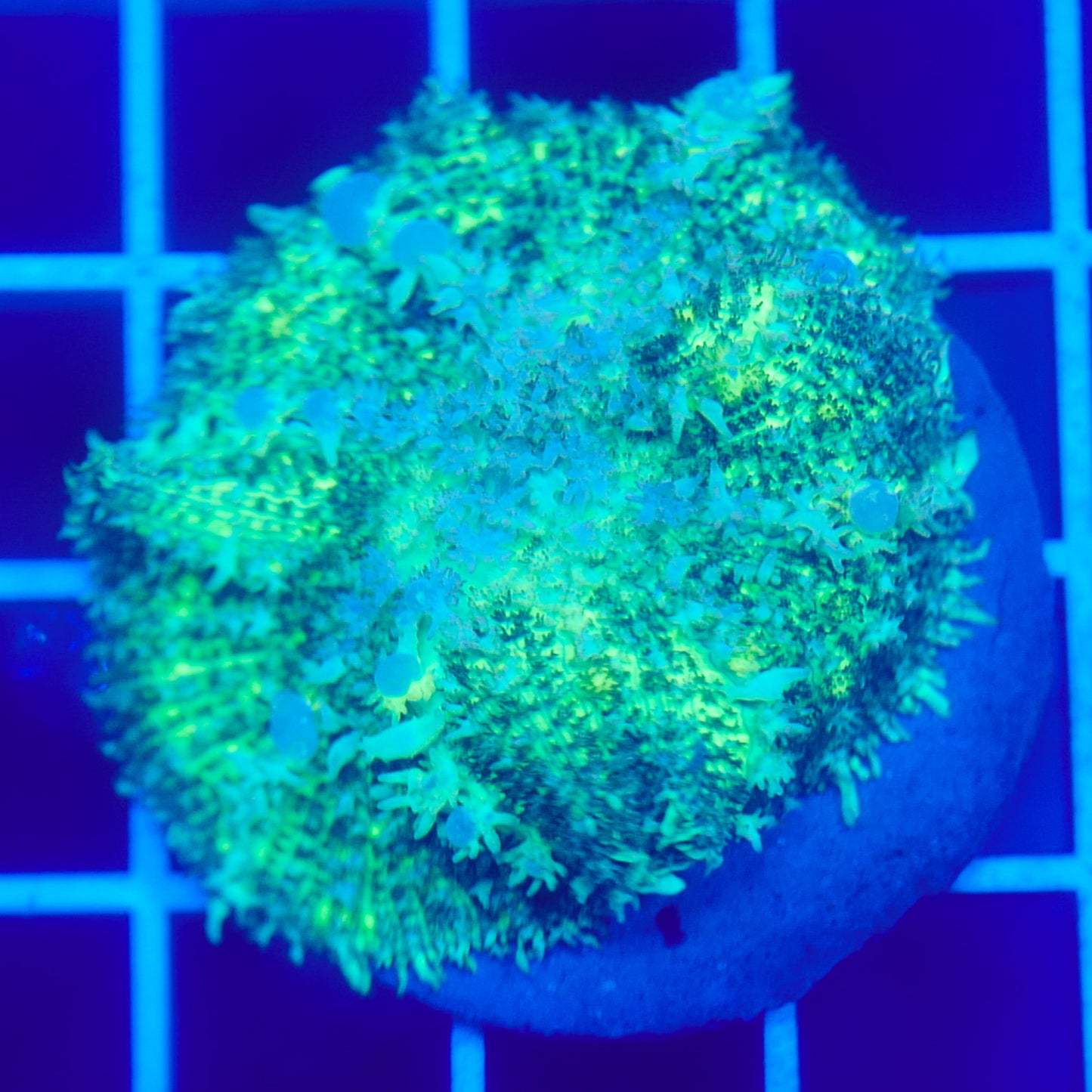 Bounce Mushroom R3T1G8 (WYSIWYG)