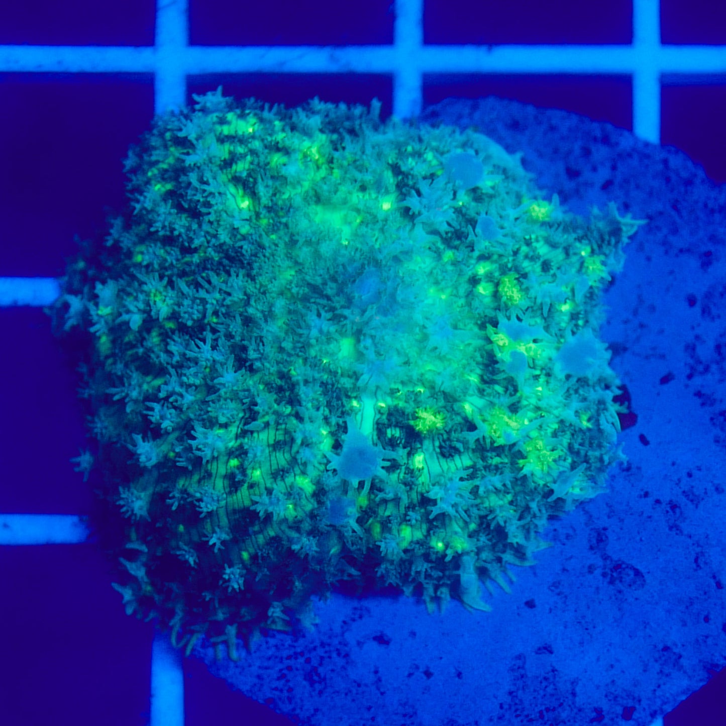 Bounce Mushroom R3T1H2 (WYSIWYG)