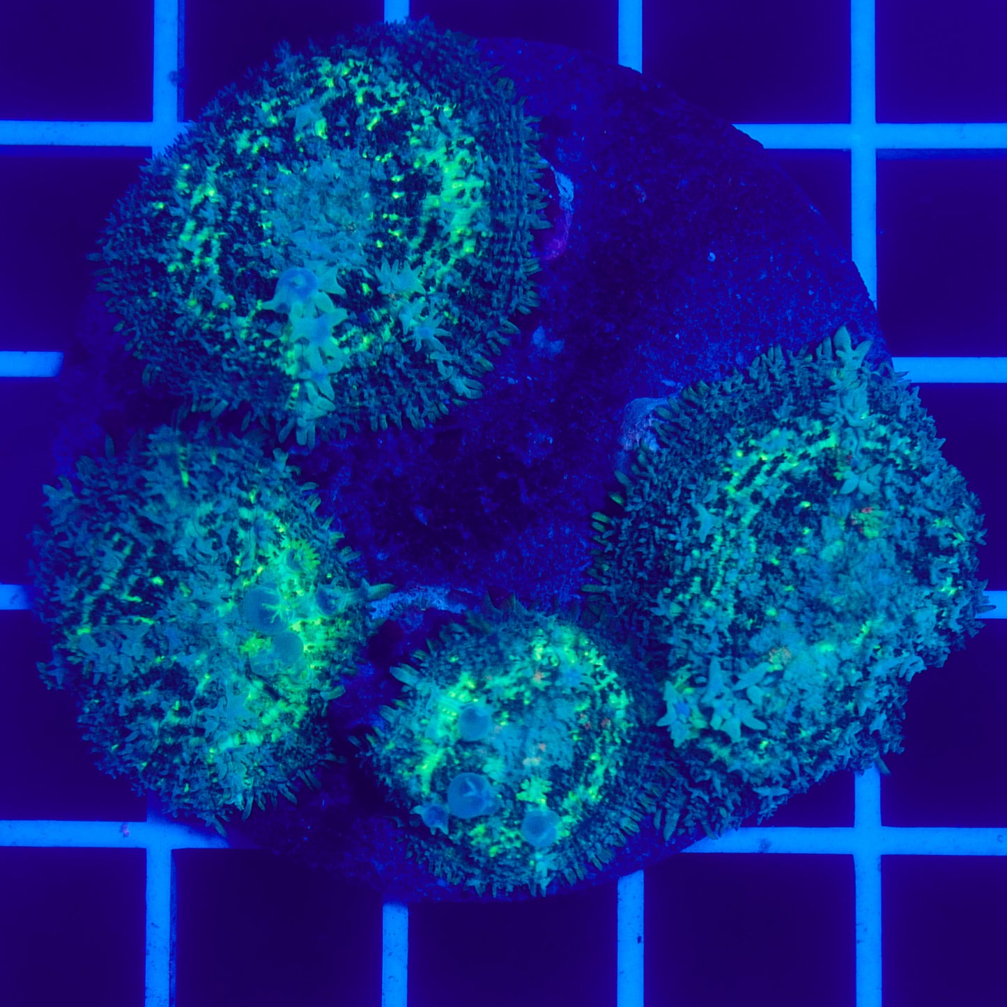 Bounce Mushroom R3T1H3 (WYSIWYG)