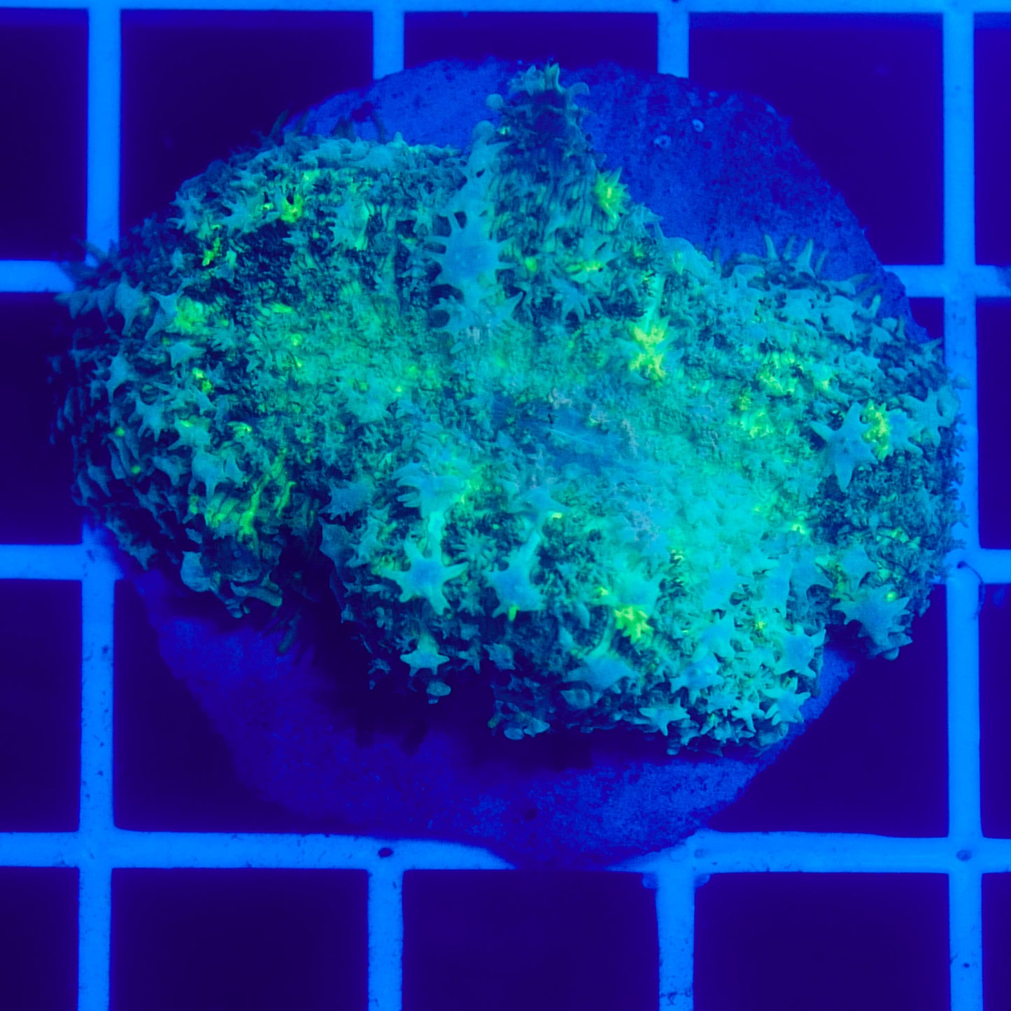 Bounce Mushroom R3T1H4 (WYSIWYG)