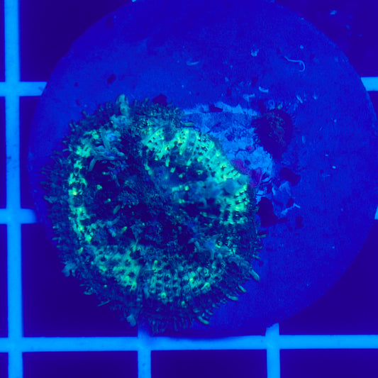 Bounce Mushroom R3T1H5 (WYSIWYG)