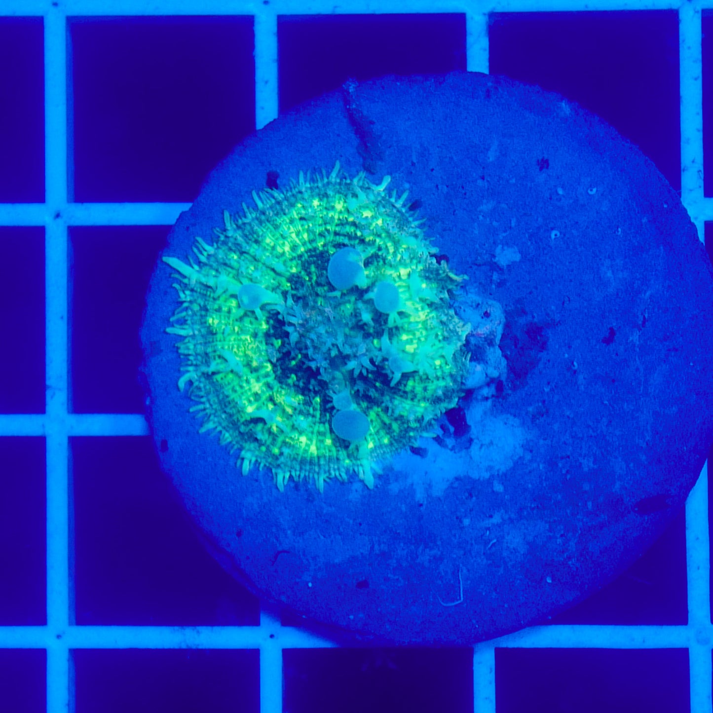 Bounce Mushroom R3T1H6 (WYSIWYG)