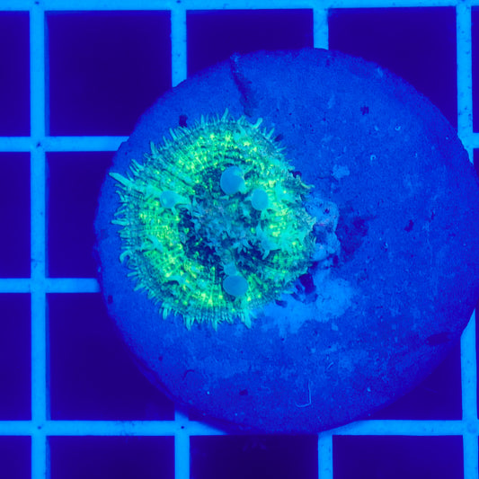 Bounce Mushroom R3T1H6 (WYSIWYG)