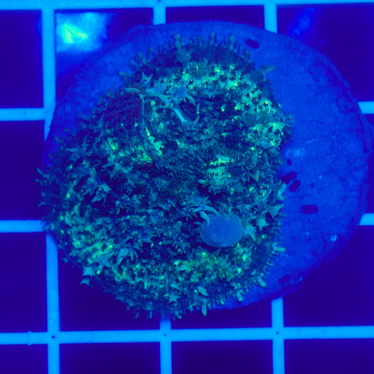 Bounce Mushroom R3T1H7 (WYSIWYG)