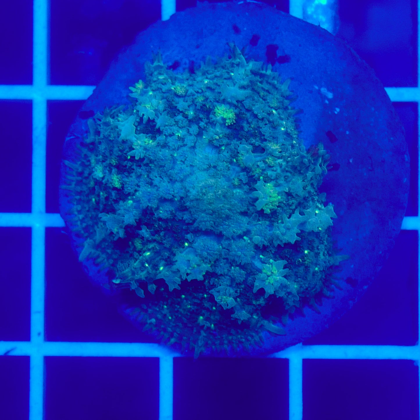 Bounce Mushroom R3T1H8 (WYSIWYG)