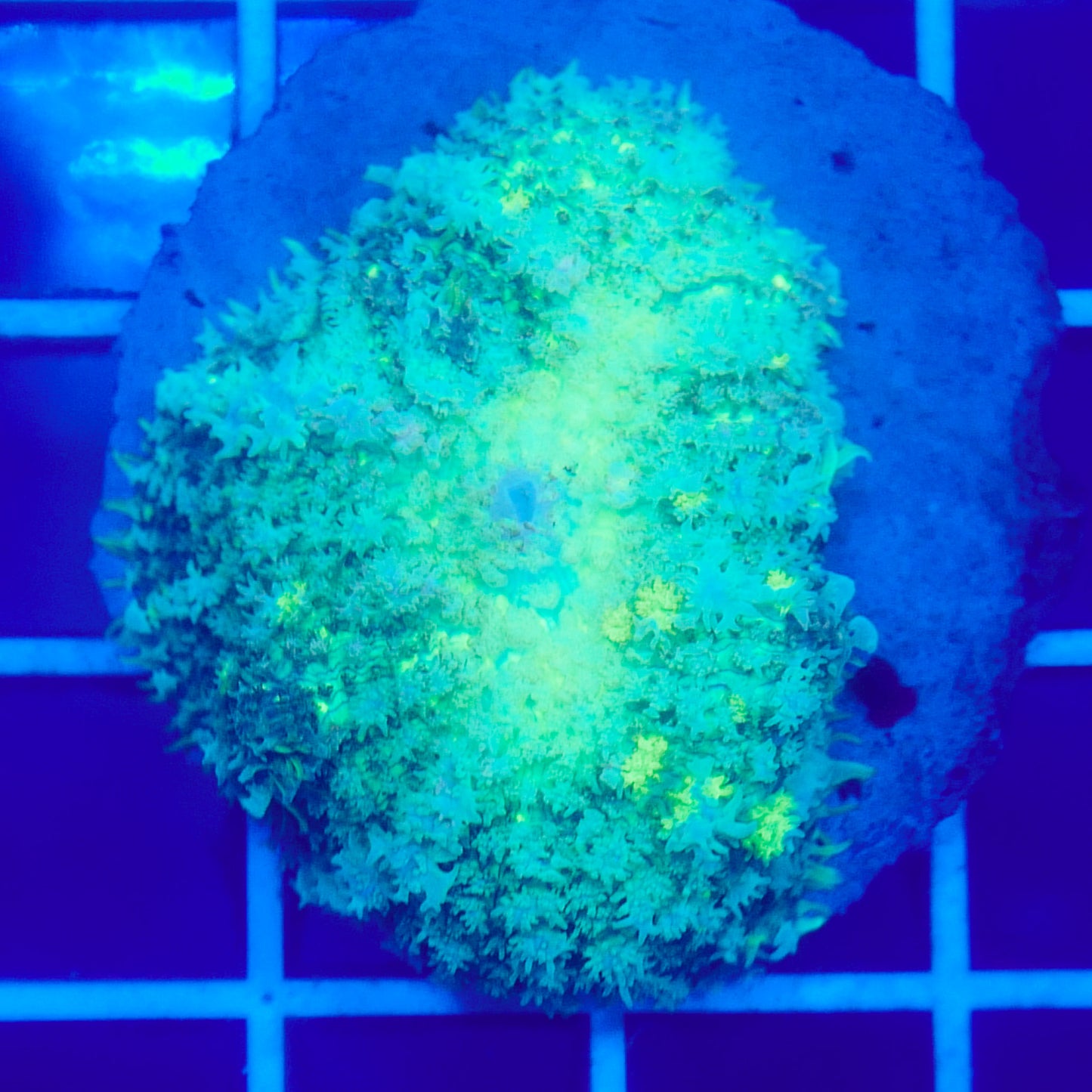 Bounce Mushroom R3T1H9 (WYSIWYG)