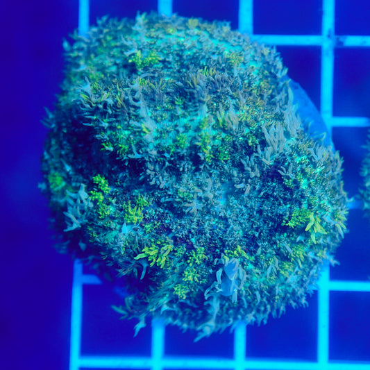 Bounce Mushroom R3T1I1 (WYSIWYG)