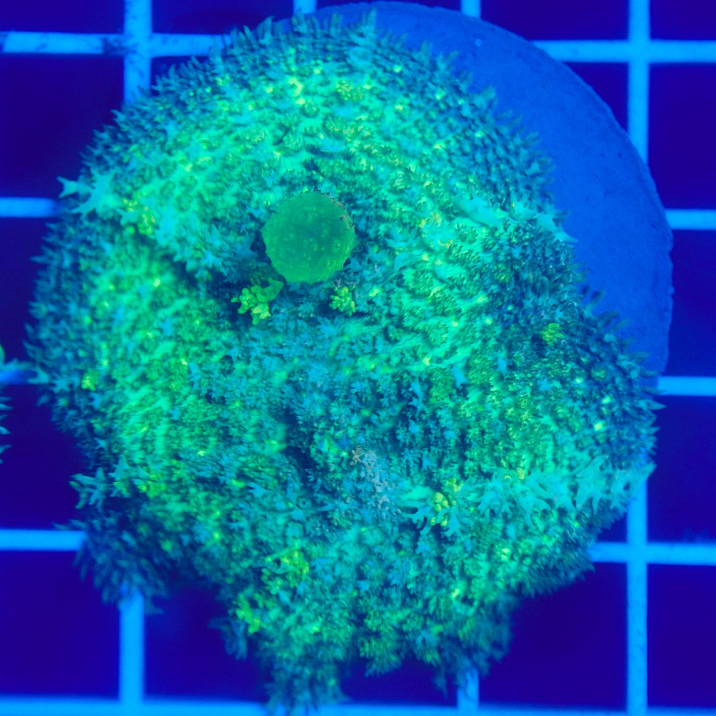 Bounce Mushroom R3T1I2 (WYSIWYG)