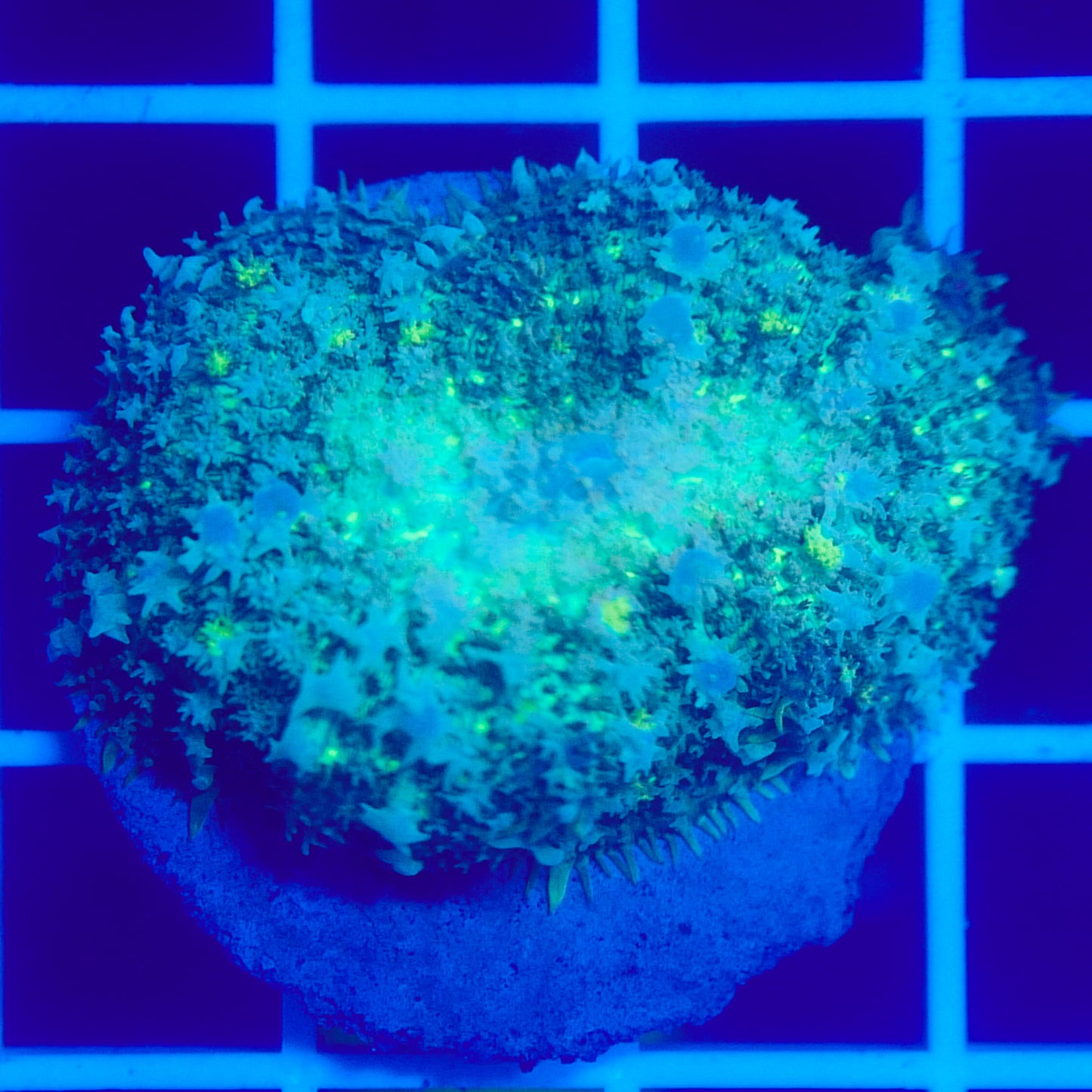 Bounce Mushroom R3T1I3 (WYSIWYG)