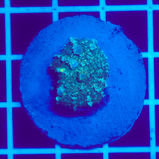 Bounce Mushroom R3T1I4 (WYSIWYG)