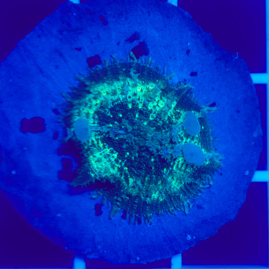 Bounce Mushroom R3T1I5 (WYSIWYG)