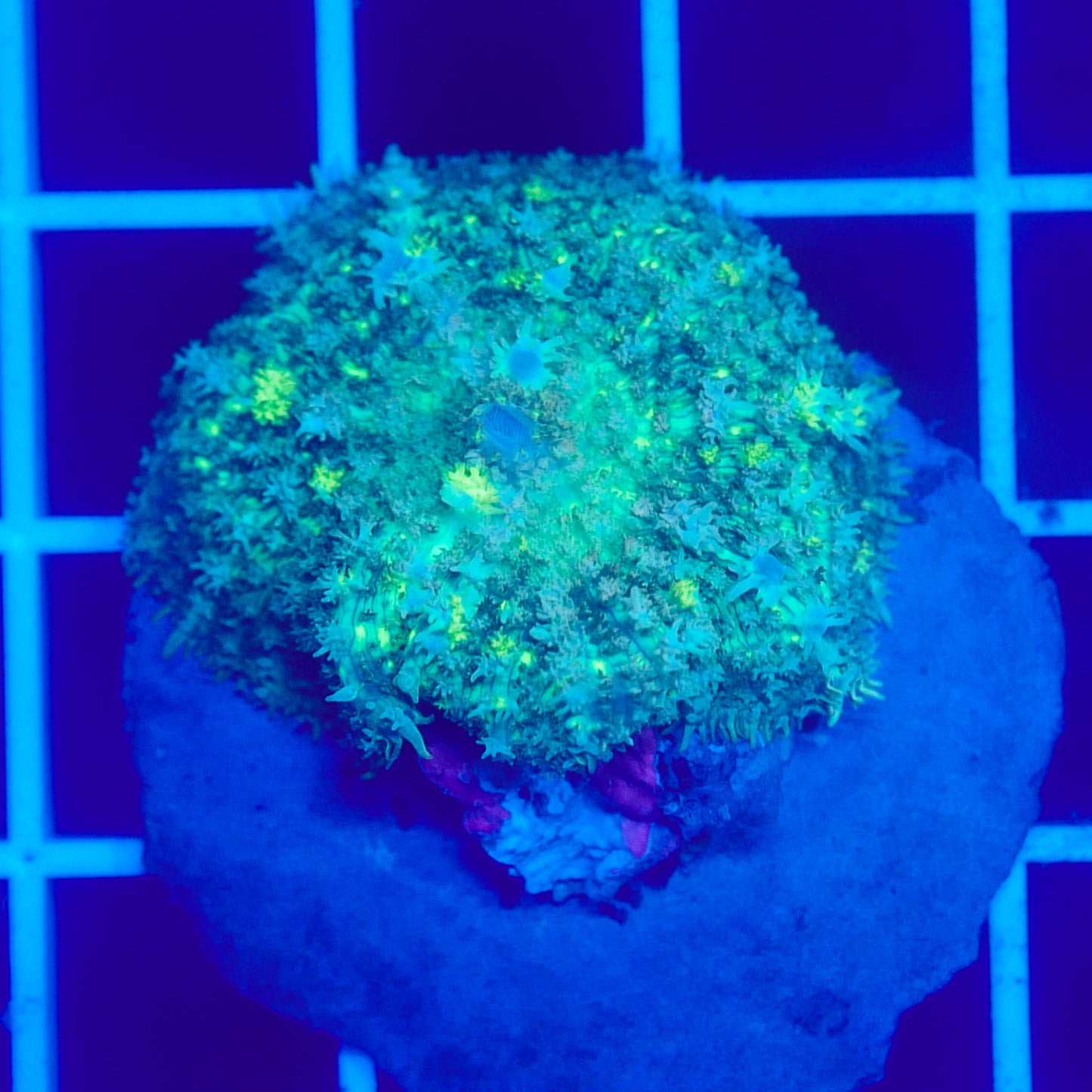 Bounce Mushroom R3T1I6 (WYSIWYG)