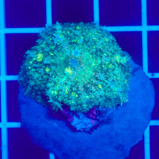 Bounce Mushroom R3T1I6 (WYSIWYG)